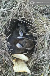 Baby Bunnies