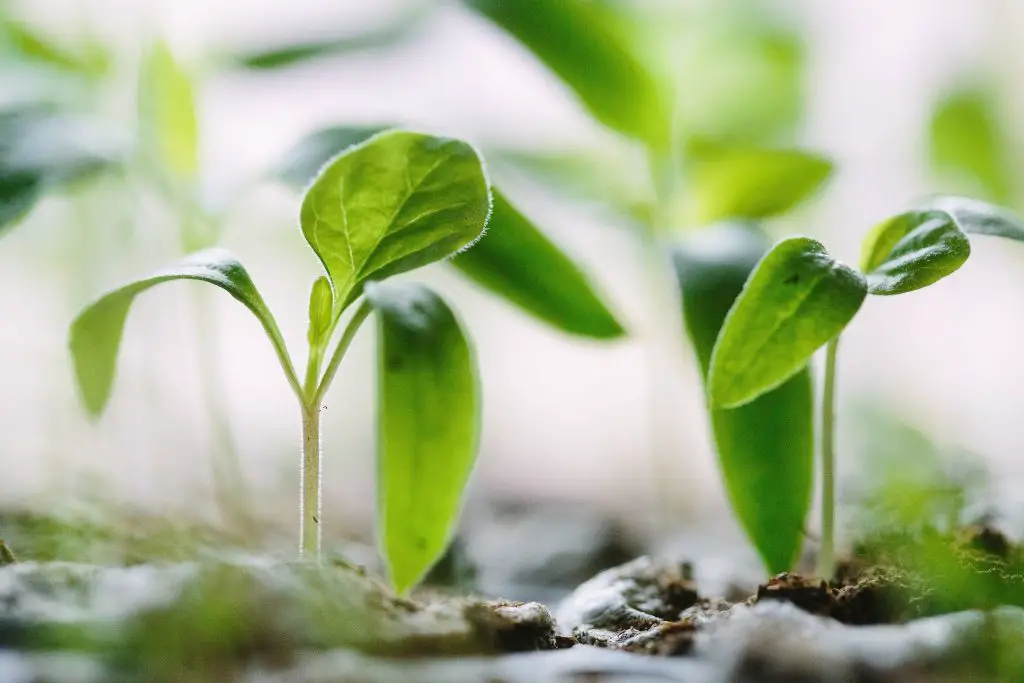 How Much Does It Cost To Plant A Tree Our Debt Free Family