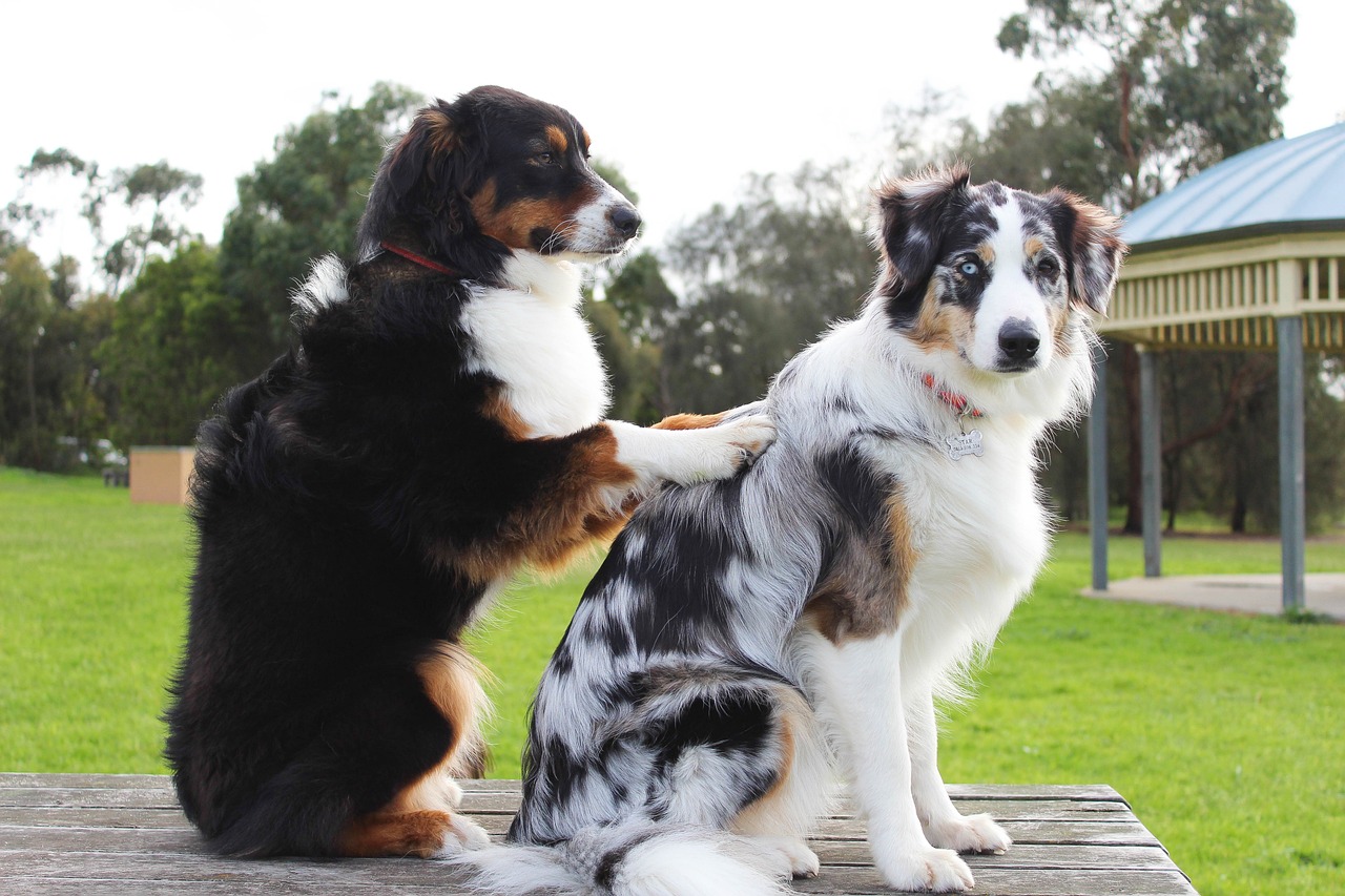 While genetics play a significant role in determining a dog's lifespan, proper care, nutrition, exercise, and healthcare are equally important factors in promoting longevity and well-being. By choosing a breed known for its impressive life expectancy and providing attentive care throughout their lives, dog owners can maximize their furry companions' chances of enjoying a long, healthy, and fulfilling life by their side. :: Pixabay