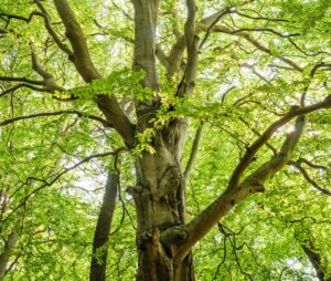 <p>The location of the tree can also impact the cost of removal. Trees that are located near power lines, buildings, or other structures will require more skill and precision to remove, which can increase the cost. Additionally, trees that are located in hard-to-reach areas, such as a backyard with limited access, can also increase the cost of removal.</p>::Pexels