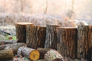 <p>We will explore the factors that affect tree removal costs. From the size and condition of the tree to its location and additional services, understanding these factors can help you estimate expenses accurately. We will also discuss topics like pine tree removal services, crane-assisted tree removal, and stump removal.</p>::Pexels