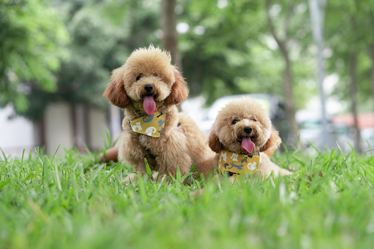 Toy Poodles are not only known for their intelligence and elegance but also for their impressive longevity. These adaptable dogs thrive in various living environments, from apartments to suburban homes, making them popular choices for families and retirees alike. Regular grooming, dental care, and moderate exercise are key to ensuring their longevity and quality of life. :: Pixabay