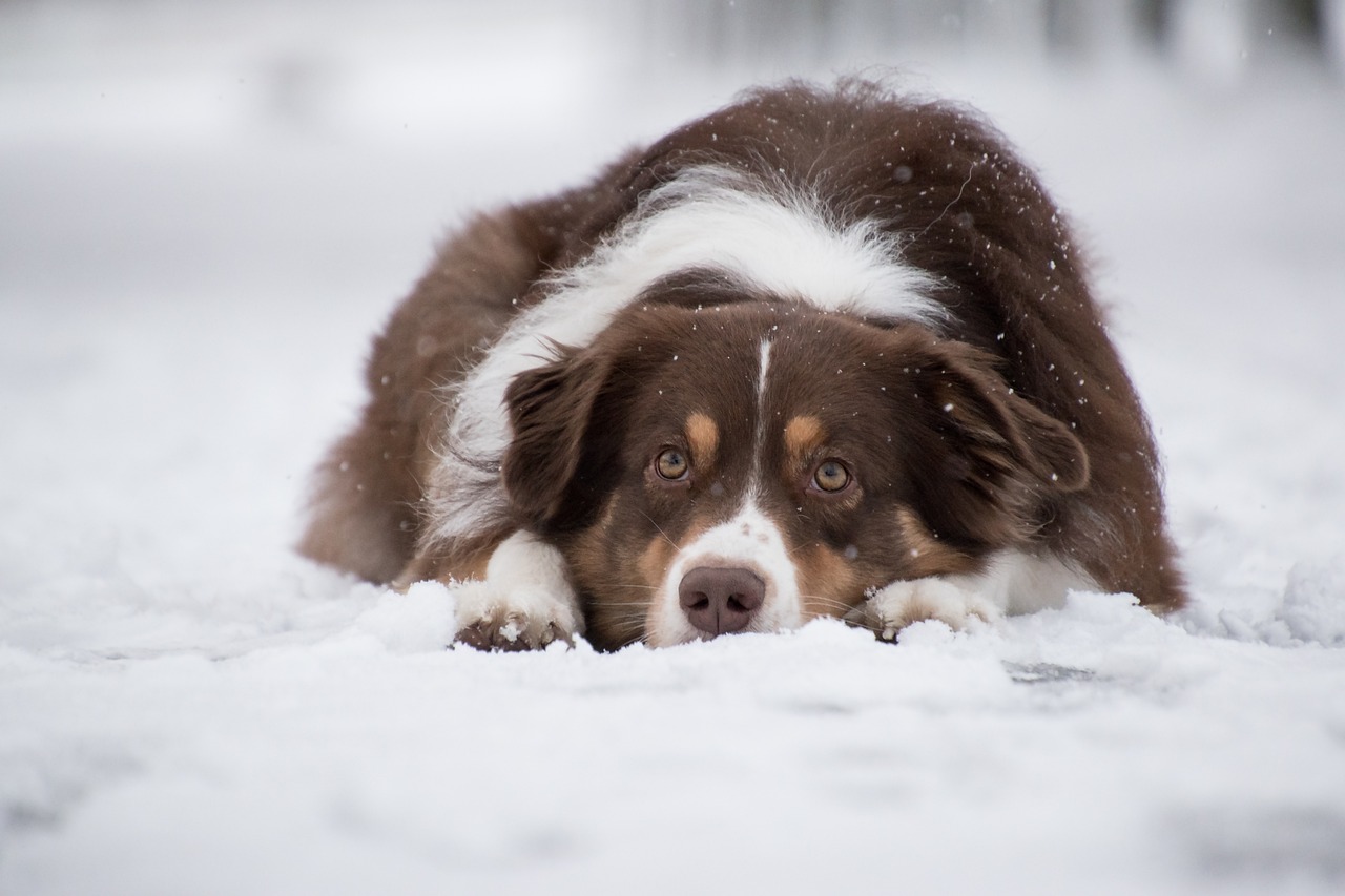 Australian Shepherds are not only renowned for their intelligence and agility but also for their longevity when provided with proper care. These energetic and loyal dogs thrive on physical activity and mental stimulation, making them well-suited for active families and individuals. Regular exercise, training, and socialization are essential for maintaining their physical and mental well-being. :: Pixabay