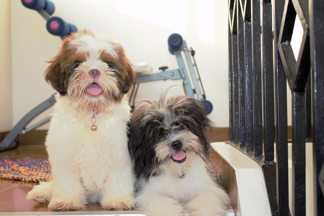 Originating from the Himalayan region, Lhasa Apsos are known for their distinctive lion-like appearance and independent nature. With their long, flowing coats, regular grooming is essential to prevent matting and maintain their overall health. Additionally, providing opportunities for mental stimulation and socialization can help keep Lhasa Apsos happy and thriving well into their senior years. :: Pixabay