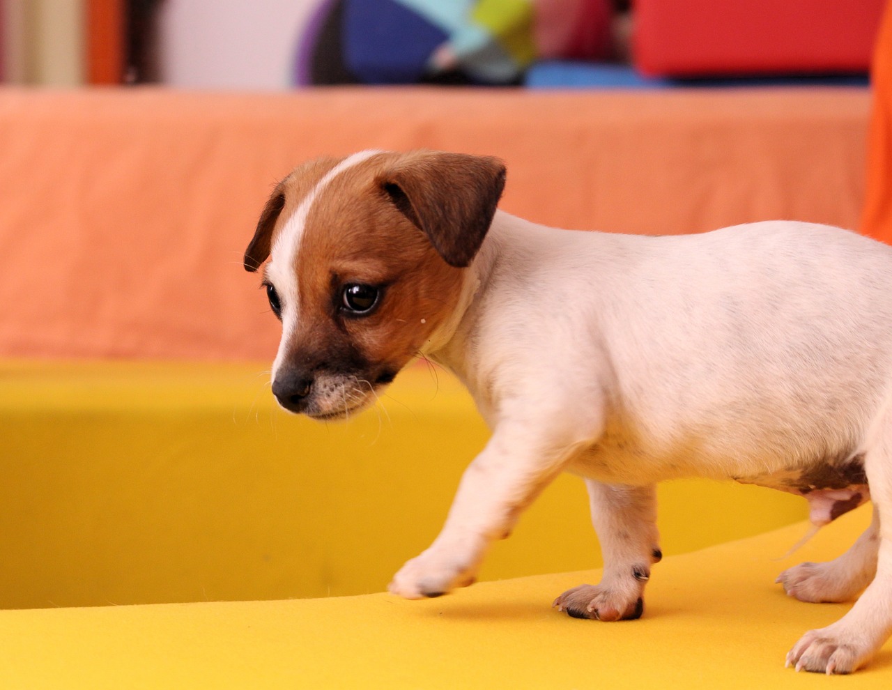 Feisty, fearless, and full of energy, Jack Russell Terriers are small dogs with big personalities and relatively long lifespans. However, their boundless energy can sometimes lead to behavioral issues if not properly channeled through training and enrichment activities. Regular exercise, obedience training, and mental stimulation are essential for keeping Jack Russells physically and mentally stimulated throughout their lives. :: Pixabay