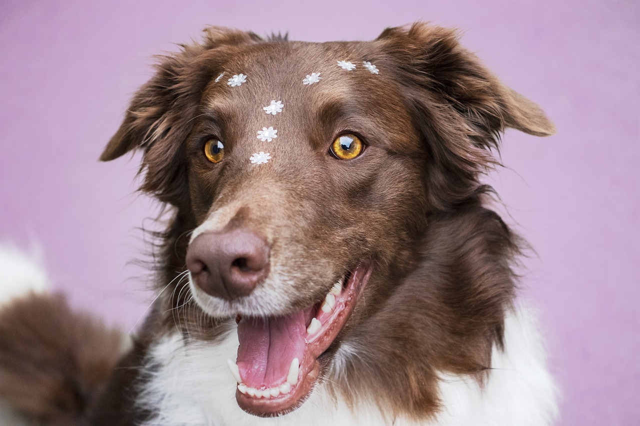 With their remarkable intelligence, athleticism, and work ethic, Border Collies are not only outstanding herding dogs but also long-lived companions when provided with appropriate care. Regular physical exercise, mental stimulation, and obedience training are essential for fulfilling their need for activity and preventing behavioral issues. Additionally, regular veterinary check-ups and preventive healthcare measures can help detect and address any health issues early, ensuring a long and healthy life for Border Collies. :: Pixabay