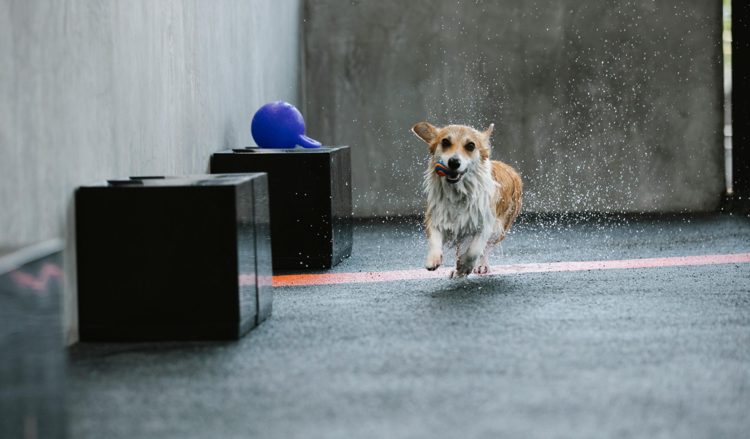 Transform your living room or backyard into a mini agility course using household items like chairs, broomsticks, and pillows. Guide your dog through tunnels, over obstacles, and around cones, rewarding them with treats and praise for completing each challenge. :: Pexels