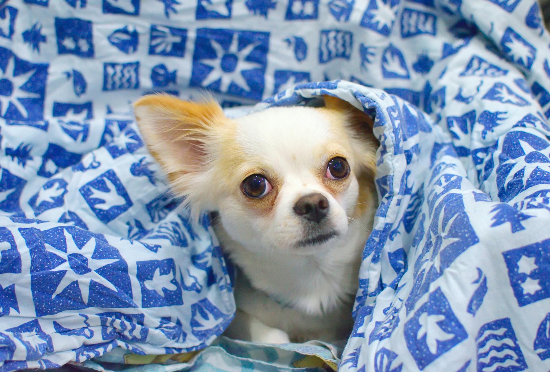 Despite their pint-sized stature, Chihuahuas pack a big punch when it comes to longevity. With proper care and attention, these tiny dogs can live well into their late teens or even early twenties. Regular veterinary check-ups, a nutritious diet, and plenty of mental and physical stimulation are essential for maintaining their health and vitality. :: Pexels