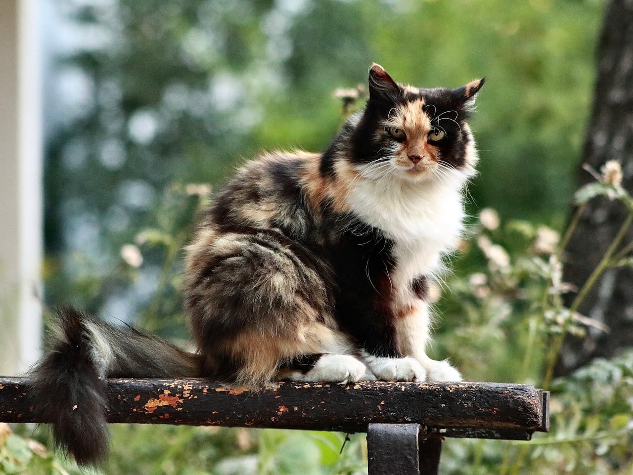 <p>Most cat owners cherish the idea of having their furry friend curl up on their lap or snuggle with them. However, if your cat refuses to be held, cuddled, or petted, it might be a sign that they don’t enjoy your company. Cats that are fond of their humans usually appreciate close physical contact, even if it’s brief.</p>::Pexels