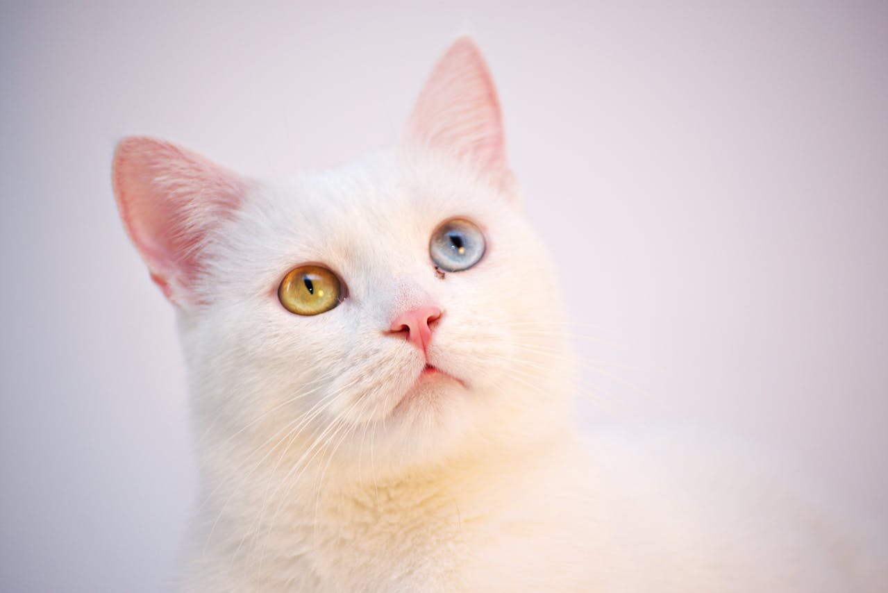 <p> If you've recognized several of these signs in your cat, don’t despair. There’s still hope to improve your relationship with them. Cats are creatures of habit, and sometimes small changes in routine or environment can make a big difference in how they feel about you. Building a relationship with a cat can take time, and some cats will always be more aloof than others. However, with patience and understanding, you can improve your bond and create a more harmonious relationship with your feline friend. </p>:: Pexels