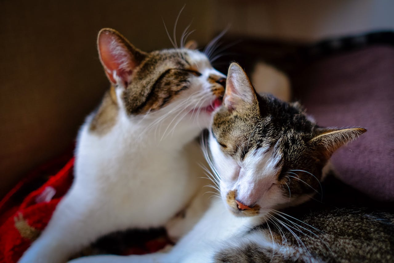 <p> Cats are fastidious groomers, and they often show affection by grooming each other or even their human companions. If your cat doesn’t ever attempt to lick or groom you, it might mean they don’t feel a close bond with you. Grooming is a sign of trust and affection in cats. While not all cats will groom their humans regularly, those that never do might be signaling that they don’t see you as part of their "inner circle." </p>:: Pexels