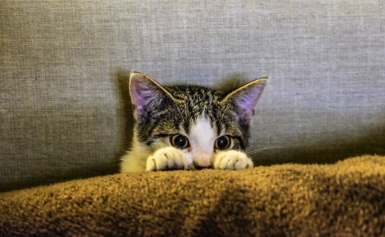 <p> Cats may not be as eager to respond to their names as dogs are, but a cat that likes its owner will usually acknowledge them, even if in a laid-back way. A slow blink, a tail twitch, or a gentle head turn are all signs that your cat is at least aware of your presence and doesn’t mind it. However, if your cat ignores you entirely when you call their name or try to get their attention, they may not feel the same attachment toward you. Indifference can be a sign of detachment or apathy, which may suggest your cat doesn’t feel particularly bonded to you. </p>:: Pexels