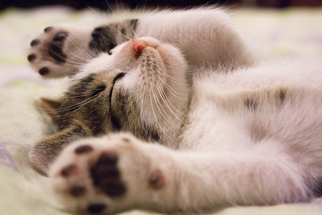 <p> A cat’s tail is a useful barometer for their mood. When a cat is happy, their tail is often relaxed, upright, or gently curled. However, if your cat’s tail is flicking back and forth sharply whenever you approach, it’s a sign of agitation or irritation. Frequent tail flicking can suggest that your presence is bothering your cat. It’s their way of telling you that they’re not in the mood for interaction, and forcing the issue might only cause them to retreat or become more upset. </p>:: Pexels