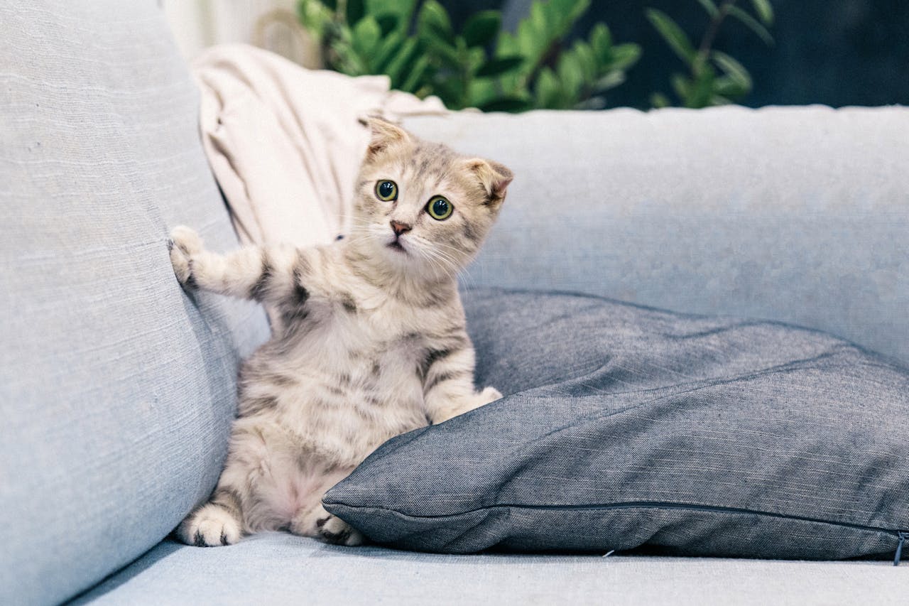 <p>One of the most telling signs that your cat may not like you is if they actively avoid your presence. If they consistently retreat to another room whenever you enter, or seem to vanish at the sound of your footsteps, this might indicate that they’re uncomfortable or uninterested in being around you.</p>::Pexels