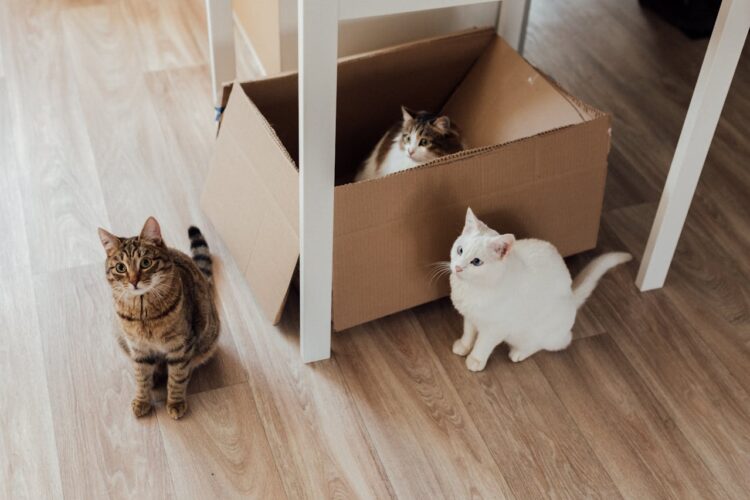 The Science Behind Why Cats Love Boxes: Understanding Feline Behavior