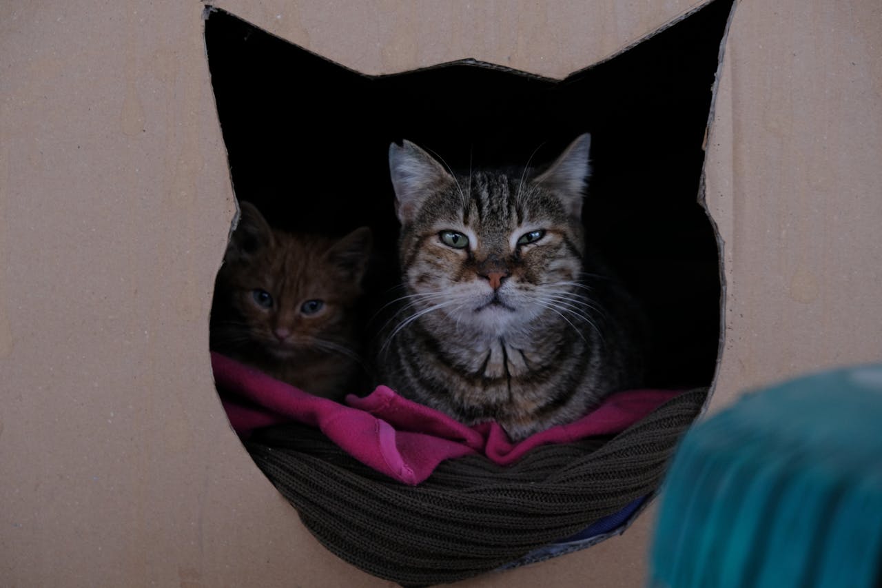 <p> Cats are known for their preference for warmth, and boxes can help them maintain a comfortable body temperature. The enclosed space of a box can create a microenvironment that retains heat, making it an appealing spot for cats to curl up. Additionally, cardboard has insulating properties, which can provide a cozy refuge during colder months. When cats seek out boxes, they are instinctively choosing a location that offers warmth and comfort. This behavior reflects their natural tendencies and highlights their desire for an optimal living environment. </p> :: Pexels