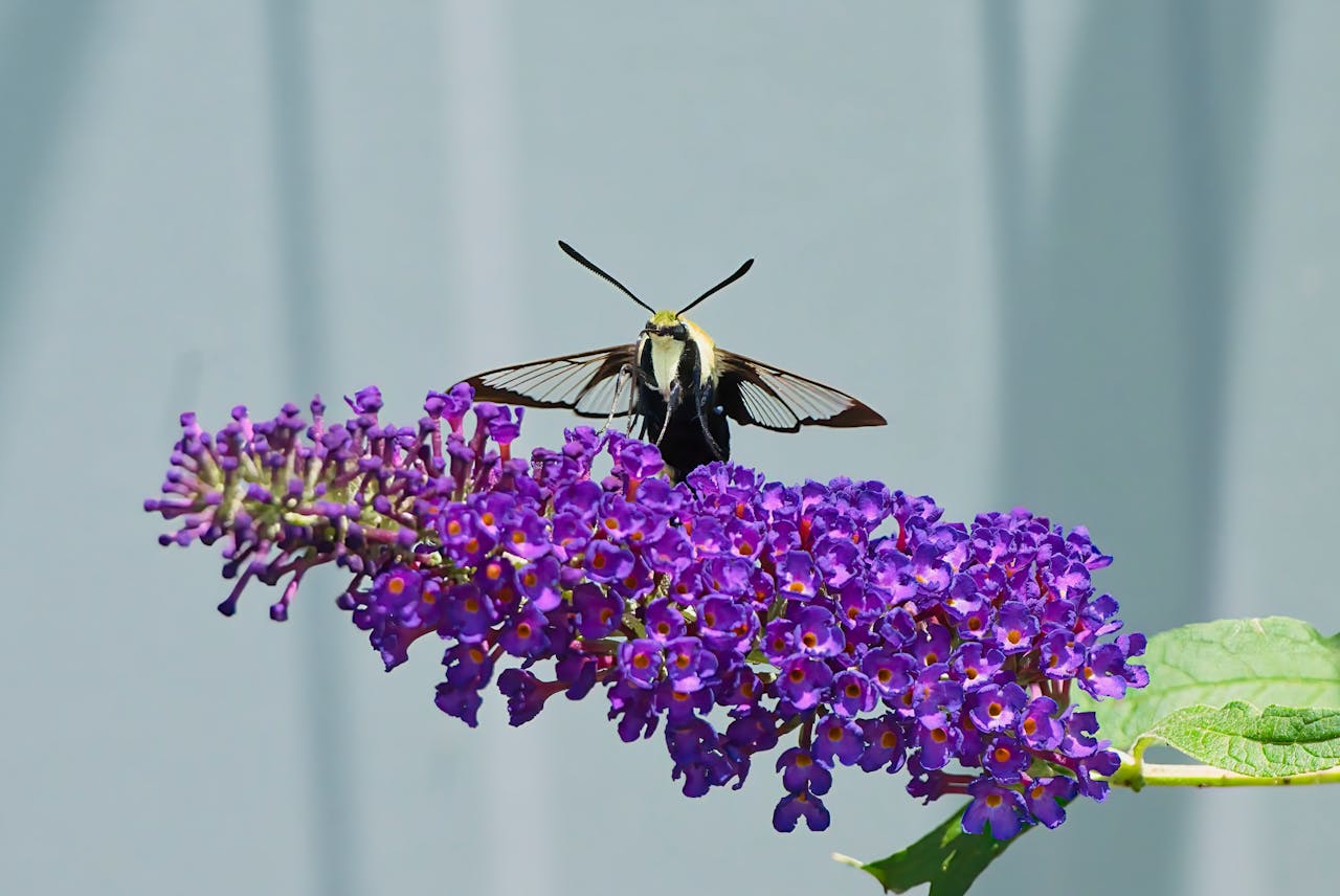 <p> Butterfly bushes are fast-growing, pollinator-friendly shrubs that benefit from careful pruning. While it might seem tempting to trim them back in the fall, doing so can leave them vulnerable to winter frost, as new growth is particularly sensitive to cold temperatures. Instead, wait until spring to prune the butterfly bush. Once the risk of frost has passed, you can trim it back to encourage strong, healthy growth for the new season. </p> :: Pexels