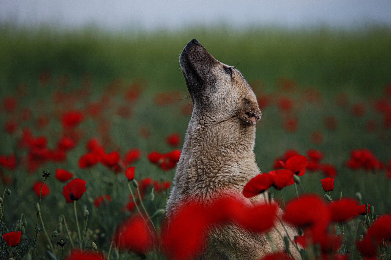 <p>Studies have shown that dogs respond positively to classical music. One study by the University of Glasgow (2017) found that dogs in animal shelters were calmer and more relaxed when classical music was played. The soothing, slow tempo and harmonious tones seem to help reduce anxiety, making it ideal for dogs who might be stressed or nervous in certain situations.</p> ::Pexels