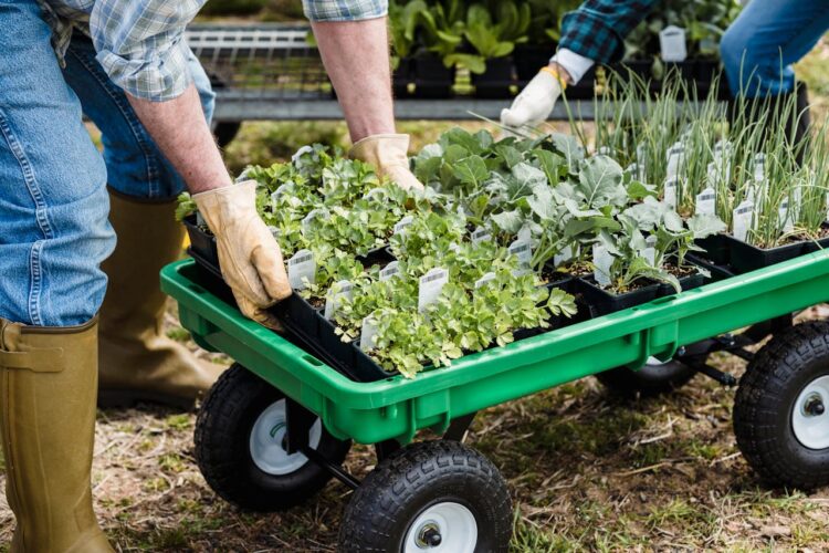 12 Fast-Growing Vegetables You Can Harvest in Just 30 Days