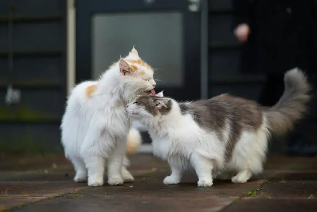 <p>In our home, every pet needs safe care and a plan that is low in cost. The tips above are odd yet smart ways to guard your pet from harm. They use things you have and need little skill or coin to set up. Each hack adds a layer of care and can be done in a short time with ease. Use these steps to keep your pet close and safe from harm. This guide shows that smart care can be done at home with a few neat tricks and a bit of thought.</p> ::Unsplash