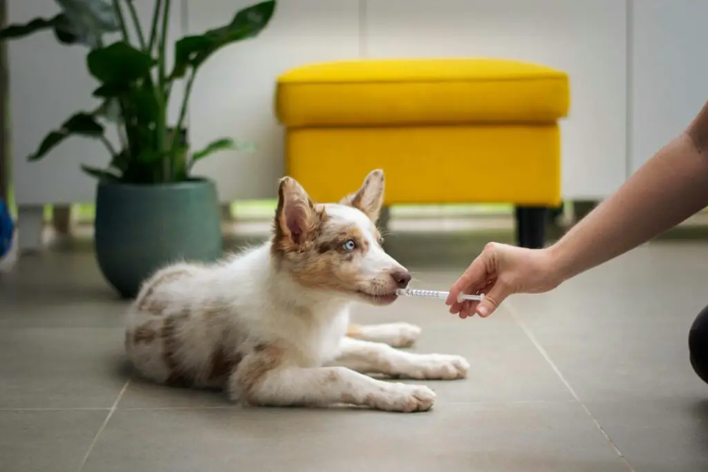 <p>A daily health check routine can help keep your pet in good shape. Spend a few minutes each day to check your pet’s eyes, ears, and coat for any odd signs. Use a simple chart to mark any change in weight, mood, or play. This routine can catch a small sore or sign of trouble before it grows worse. It is a low-cost tip that needs no fancy gear and is easy to do. It is an odd but smart way to boost your pet’s care at home and keep them well.</p> ::Unsplash