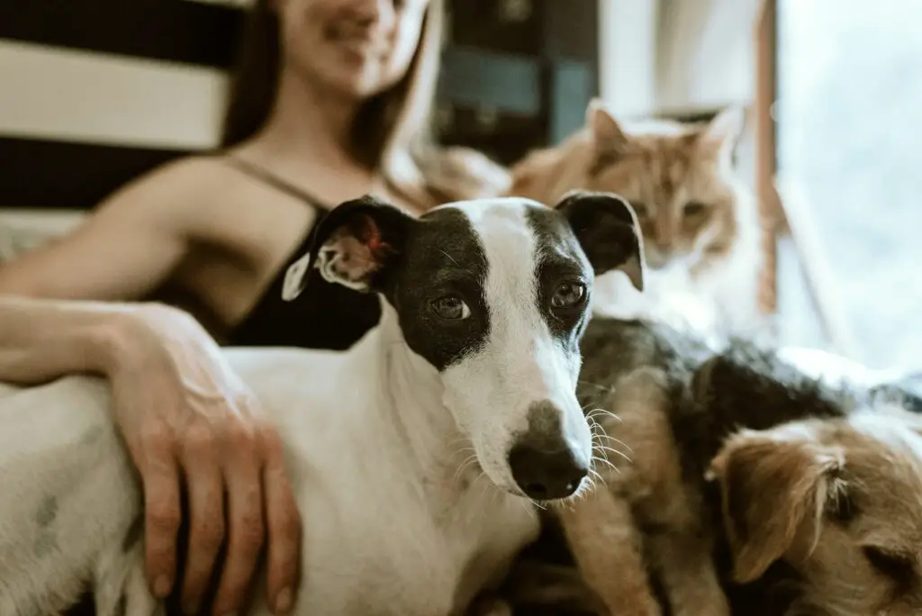 <p>In our home, our pets need safe care and a low-cost plan to keep them well. We must use smart steps to guard our pet from harm. There are odd yet sound ways to boost safety that many do not know. You can use old things in new ways to help your pet feel secure. This guide gives you 10 neat tips that use simple tools and a few coins. Each tip is set up to be done at home with ease and care.</p> ::Unsplash