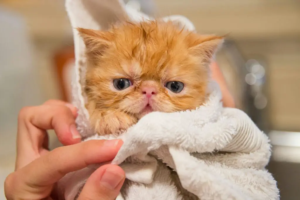 <p>Try a DIY Warm Towel Wrap to give your cat a soft and neat coat. This hack uses a damp towel that you warm up in a dryer or the microwave on a low setting. The heat from the towel helps to loosen tight mats and relax the skin. Wrap your pet in the warm towel for a few calm minutes while you stroke her fur. The heat boosts blood flow and helps the coat to shine in a natural way. It is a low-cost tip that you can try at home with things you already own. This odd trick can change your cat’s look in a fun and safe way that brings a smile to both you and your pet.</p> ::Unsplash