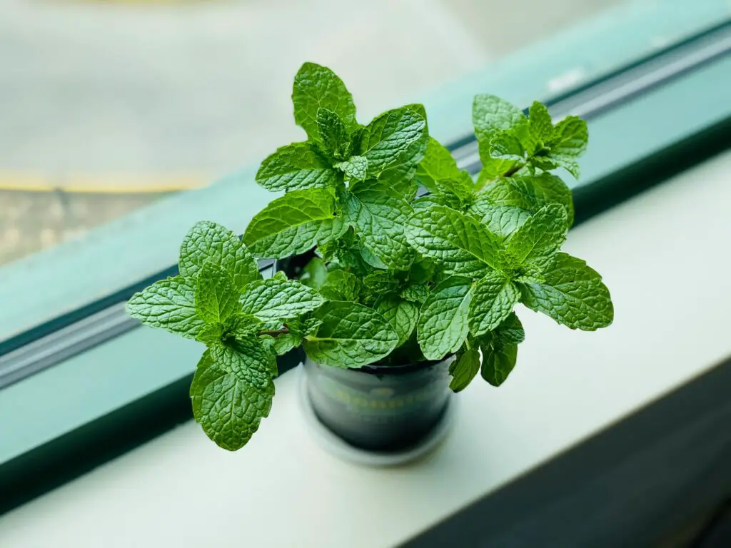 <p>Mint is a strong grower that does well indoors and adds a fresh kick to drinks and dishes. It is perfect for small pots but needs space to grow, as it spreads fast. Many people love mint because it’s great in teas, desserts, or even just to smell after a long day. This herb grows well with some light and regular watering, but it can survive a missed watering now and then. Its popularity comes from how easy it is to grow and how useful it is in both food and drinks. If you want a herb that earns its keep, mint is a top choice.</p> ::Pexels