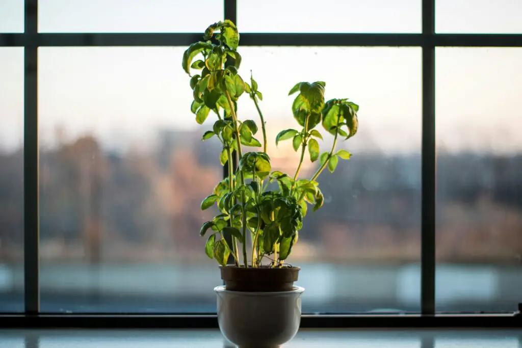 <p>Basil is one of the most popular herbs to grow indoors. It grows fast and loves sunlight, making it perfect for a sunny windowsill. People love basil because it tastes great in pasta, salads, and homemade pesto. The plant’s sweet smell is a nice bonus that can brighten any kitchen. It needs water often but doesn’t like soggy roots, so good drainage is a must. Basil’s popularity comes from its rich flavor, simple care, and the fact that it adds a burst of green life wherever it grows.</p> ::Pexels