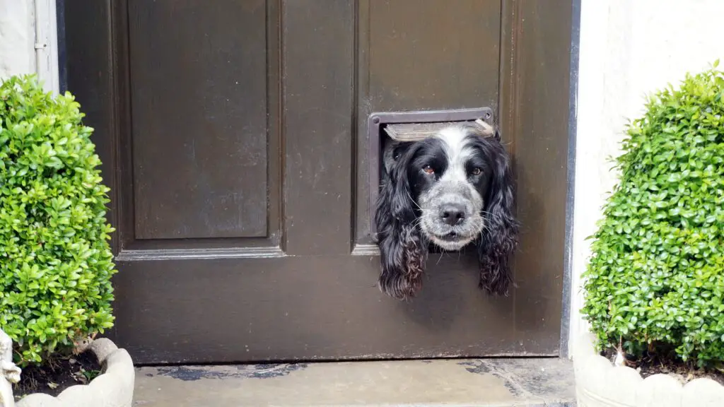 <p>A pet door latch can help keep your pet safe from unwelcome guests and bad weather. Use a small piece of wood or an old latch that you do not need. Fix it to the pet door to control when it can open. This fix stops stray animals from coming in and keeps your pet secure during harsh weather. It is cheap and can be made with simple tools found at home. This odd trick gives you more control over when your pet can go in and out.</p> ::Unsplash