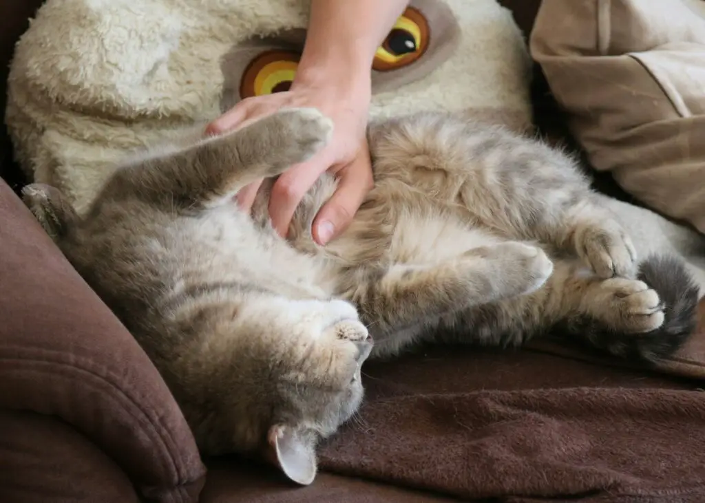 <p>Try a Hand Massage Comb by using your own hand to groom your cat’s fur. Wet your hand with warm water and then run your fingers through her coat in soft strokes. The gentle massage helps to boost the natural oils in the fur and gives it a neat shine. It works to ease out tangles and leaves the coat with a smooth look. This free tip costs no extra tool and is safe to use at home. It is a fun and odd way to bond with your pet while keeping her look fresh. Use this simple hack to make your cat feel calm and to bring a new life to her fur.</p> ::Unsplash
