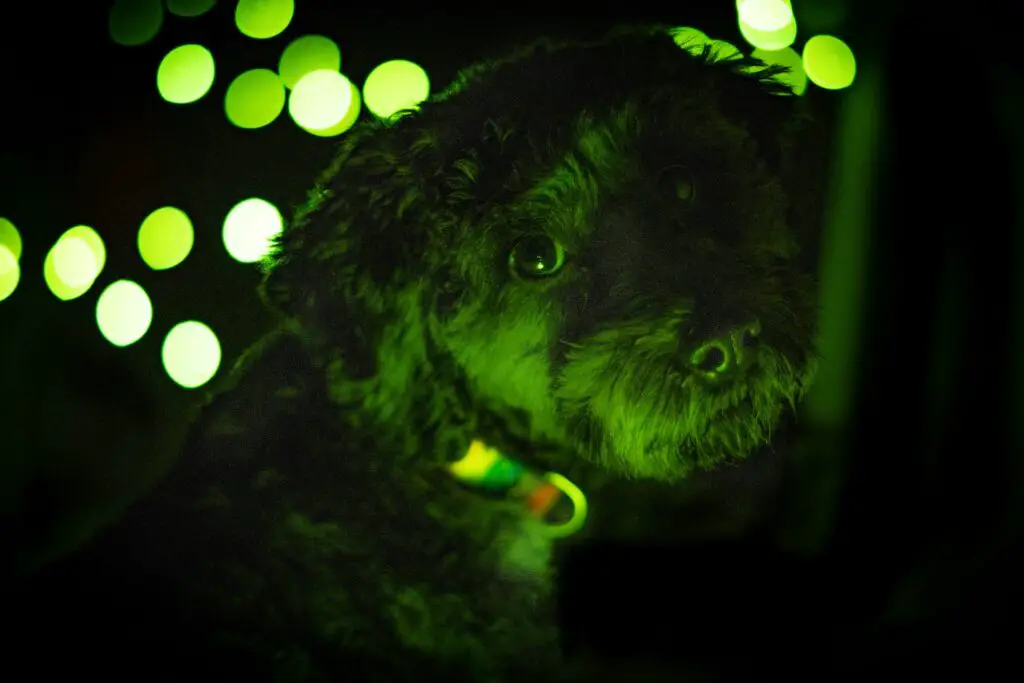 <p>Glow stick markers can make your pet easy to spot when the dark comes. Take an old glow stick and break it open with care to use the glow inside. Use a small brush or a clean cloth to dab a bit of the glowing liquid on your pet’s collar or bed. The soft glow helps you see your pet at night and in dim light. This trick is odd but low-cost and works well in a pinch. It gives a bright touch that adds extra care when light is low.</p> ::Unsplash