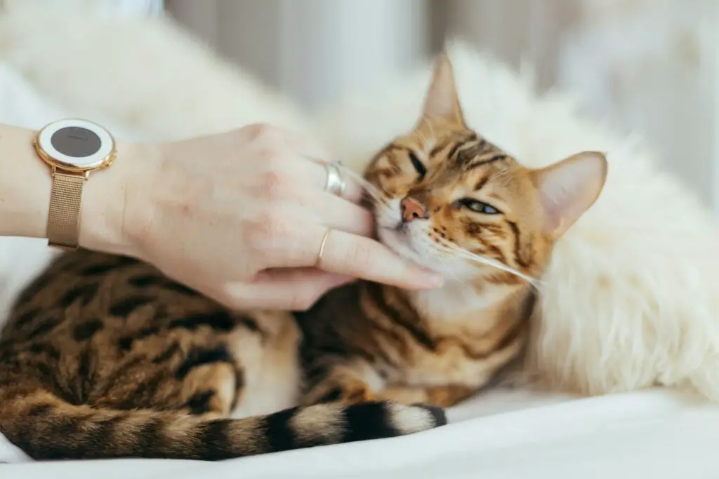 <p>These nine hacks show that you can give your cat a fresh look with low-cost steps made at home. Each tip uses common things that bring a neat shine to the fur and calm the pet’s skin. They mix a bit of craft with care and bring odd yet safe ways to groom. Use these hacks to bond with your pet and to give her a clear, bright coat. They prove that pet care can be fun, safe, and smart with a few small steps. We hope these simple tips help you and your cat enjoy a new, neat look every day.</p> ::Unsplash