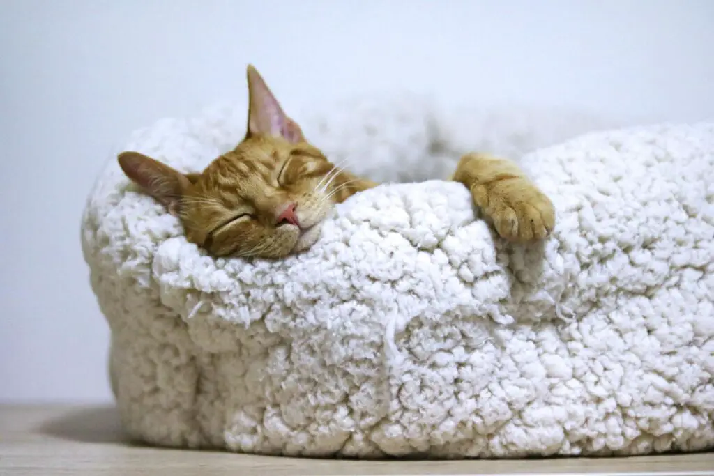 <p>Cats sleep a lot, and having a warm, soft spot to nap is a must. Seniors should set up cozy beds in areas that are easy to reach without stairs or jumps. Heated cat beds are popular among older cats and help soothe sore joints. Place beds near windows or favorite spots to make your cat feel at home. A good resting place keeps your furry friend happy and relaxed.</p> ::Pexels