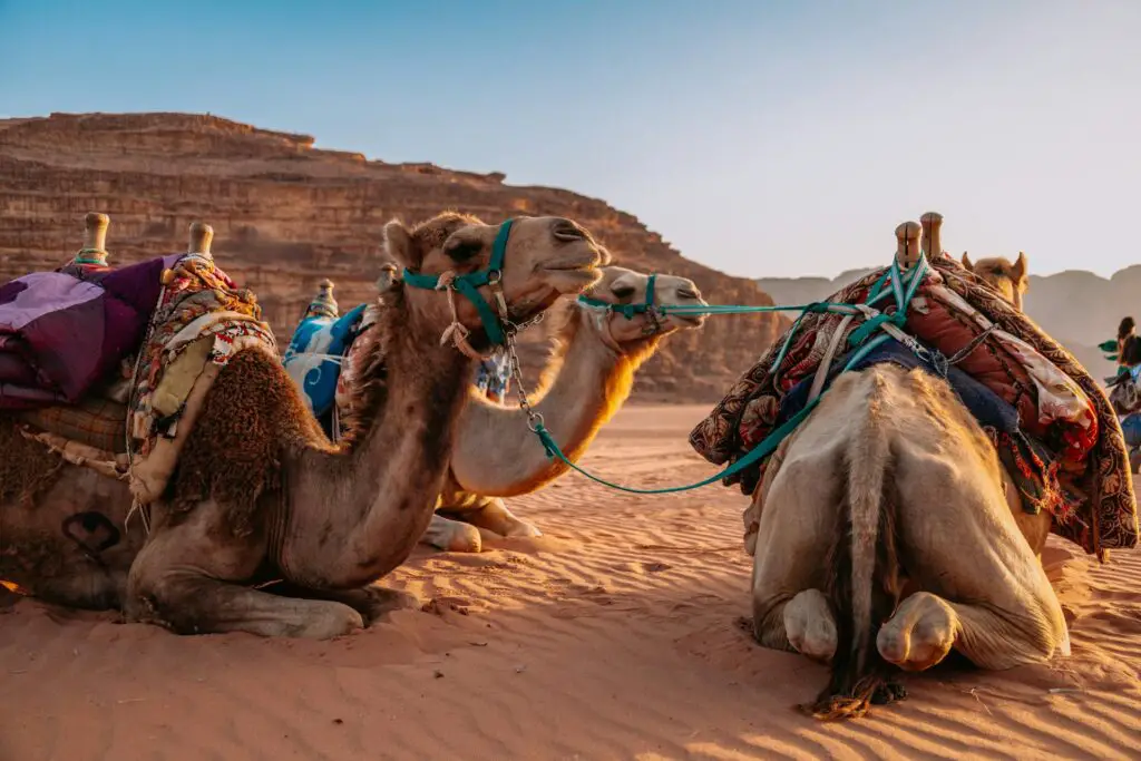 <p>Camels have been called the “ships of the desert” for good reason. Riding one through the golden dunes of Morocco is like stepping back in time. The popular Sahara Desert camel safaris offer a chance to see endless sands, sleep under the stars, and share tea with Berber guides. Fun fact: Camels can drink up to 40 gallons of water at once and go days without drinking again. This quirky animal experience is unforgettable, and many boomers love it for the mix of history, nature, and a bit of adventure.</p> ::Pexels