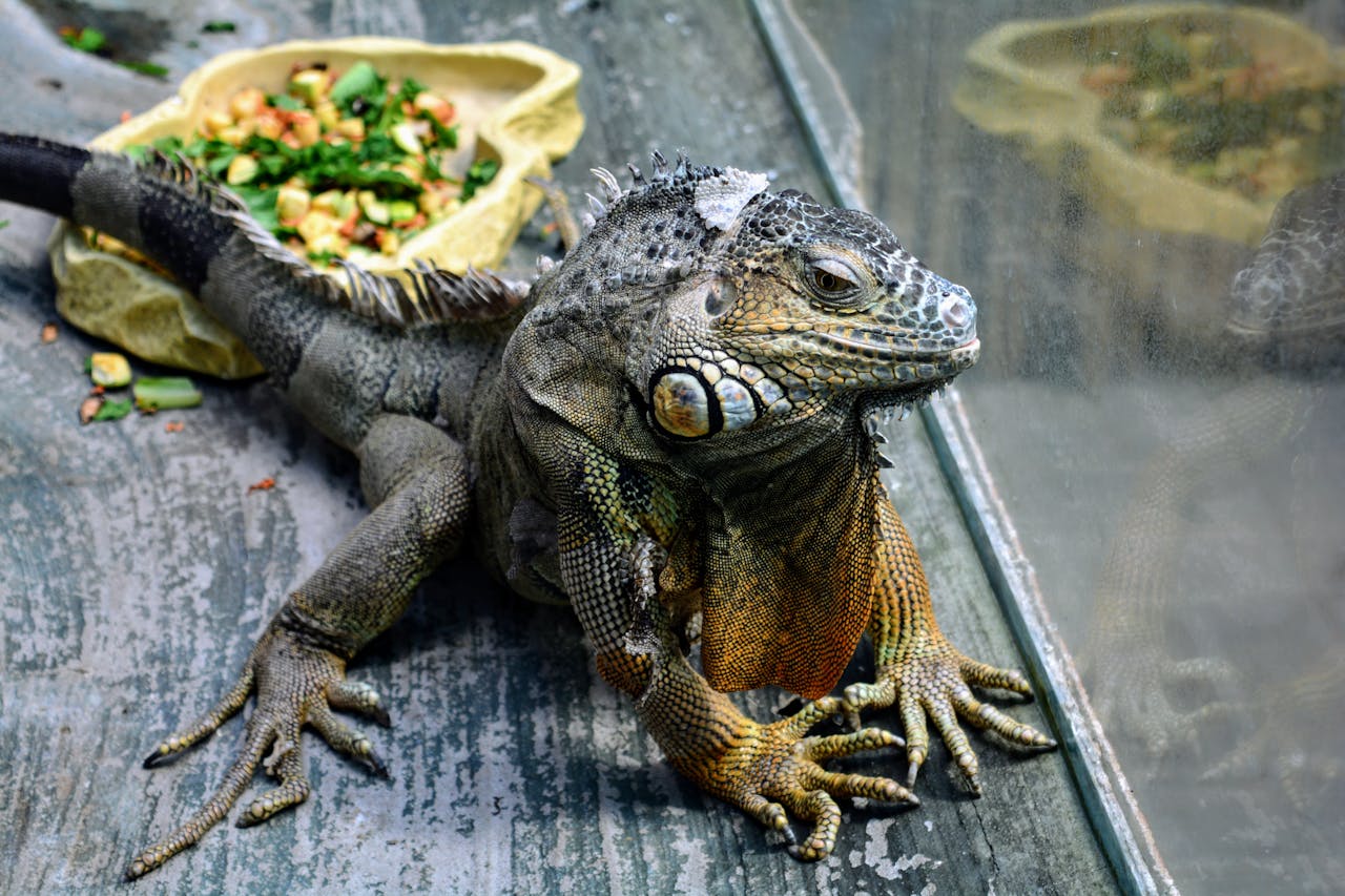 <p>Often sold as inexpensive pets, green iguanas can grow up to six feet in length and require specific environmental conditions to thrive. Inadequate care can lead to health problems, and in regions like Florida, released or escaped iguanas have become invasive, disrupting local ecosystems.</p> ::Pexels
