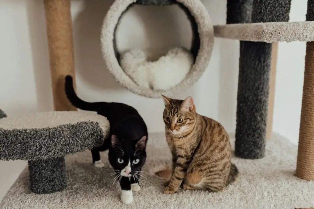 <p>Cats love to climb, but high cat trees can be a worry. Instead, pick sturdy shelves or window perches that are low and stable. Senior-friendly cat furniture keeps cats active without putting them at risk of falling. Shorter towers are popular because they fit small spaces and make playtime safer. A cozy window seat also gives the cat a fun spot to nap and watch the world.</p> ::Pexels