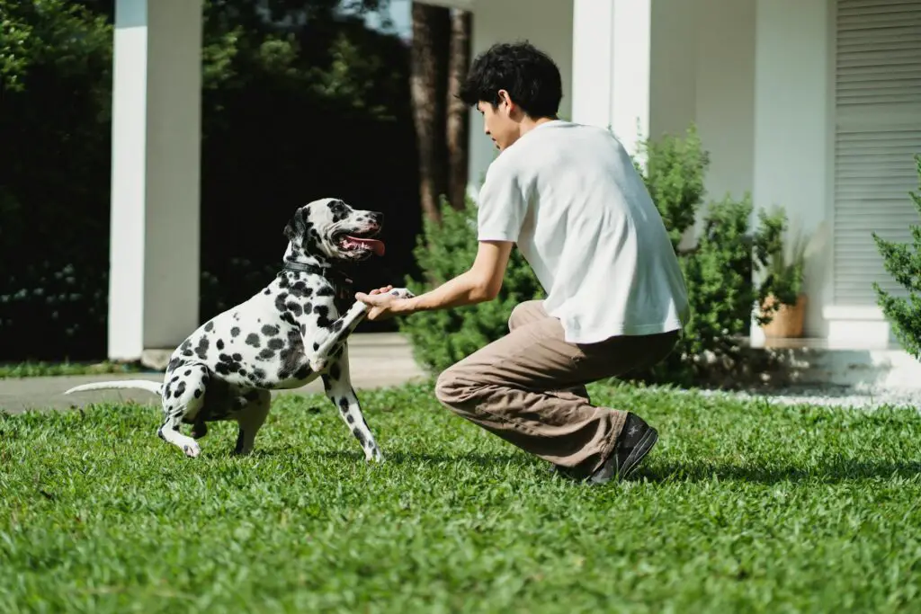 <p>Playing together is one of the best ways to bond with your pet. Fetch, tug-of-war, and hide-and-seek are great for dogs. Cats love feather wands, laser pointers, and puzzle toys. Even small pets like ferrets or rabbits enjoy a fun chase or obstacle course. Interactive play keeps your pet’s mind sharp and strengthens your connection. Make play a daily habit, even if it is just for a few minutes.</p> ::Pexels