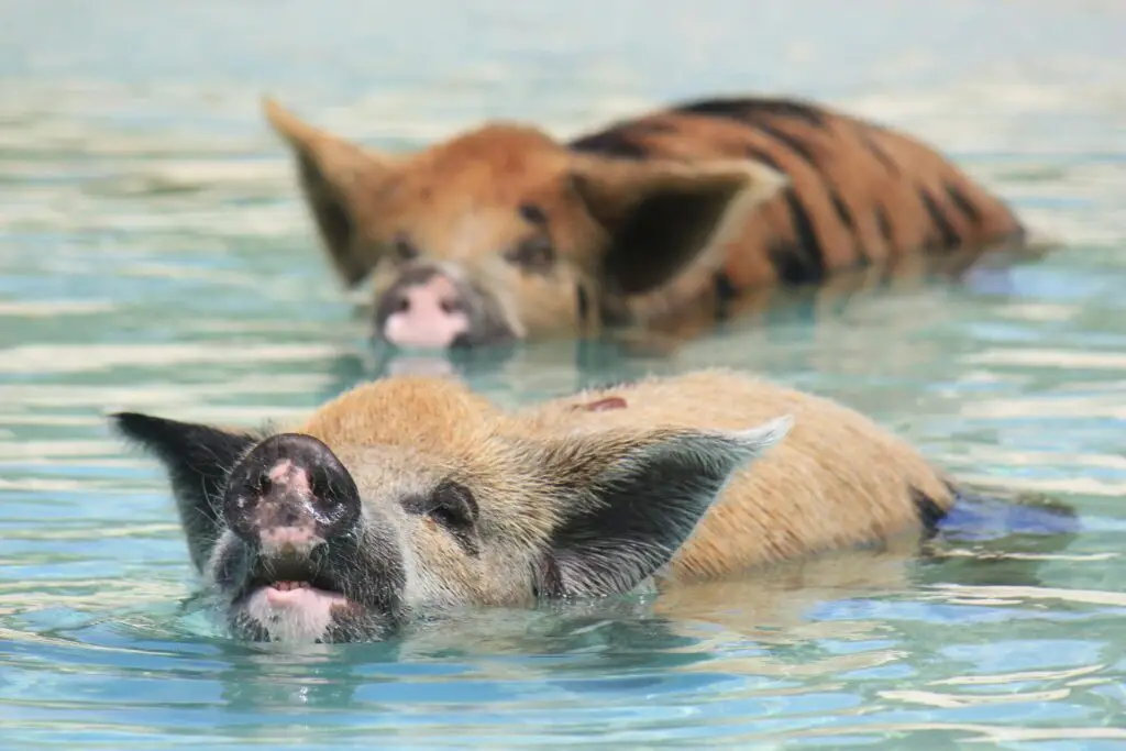 <p>Few things are as unexpected as meeting a group of swimming pigs on a tropical beach. Over in Exuma, Bahamas, these pigs live on Big Major Cay, known simply as Pig Beach. It’s one of the most talked-about animal experiences on social media, drawing travelers from around the world. These friendly pigs swim out to greet visitors, hoping for snacks. Some say they were left there by sailors long ago, while others think it was for tourism. No matter the reason, watching pigs paddle through crystal-clear waters is something you won’t forget.</p> ::Pexels