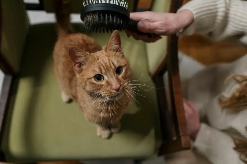 <p>Make a DIY Combing Glove to groom your cat with ease and care. Take an old cotton glove and add soft bits of bristle on the palm with a bit of glue. This tool lets you comb your pet’s fur while you pet her at the same time. It works to remove loose hair and break up small knots with a light touch. The glove is safe and low-cost, made from things you may have at home. It is a neat twist on the usual brush that many have not tried. This simple hack adds a new way to care for your pet in a fun and odd way.</p> ::Pexels