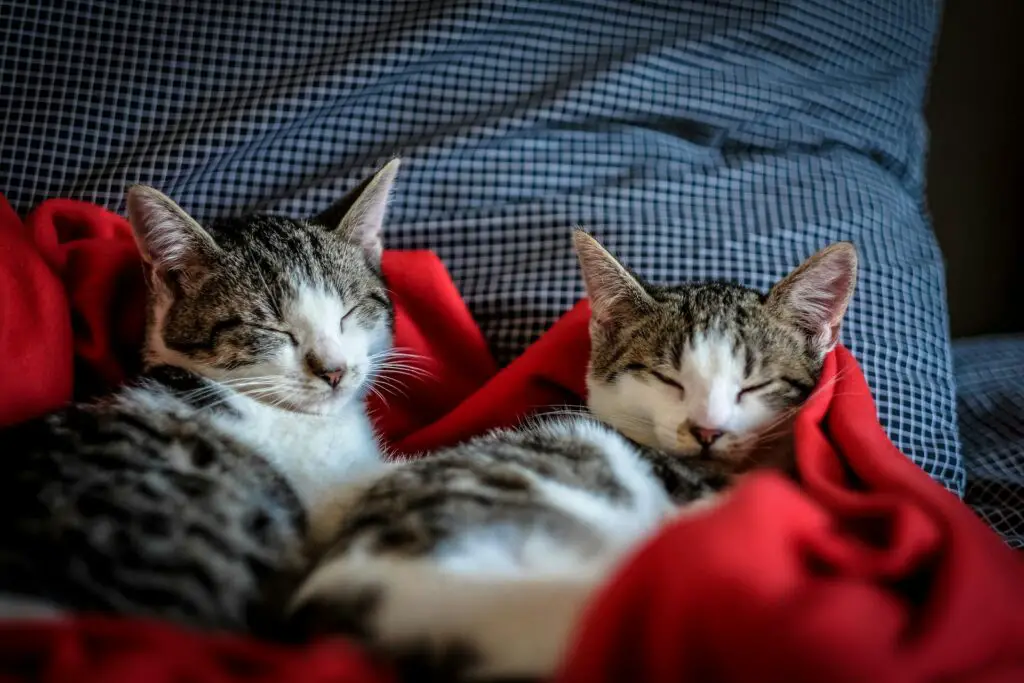 <p>Cats are wonderful companions, especially for seniors who enjoy quiet, loving pets. These ten simple tips take the stress out of daily care and make life easier for both cats and their humans. Small changes like better litter, handy grooming tools, and cozy beds bring comfort and ease. The goal is to enjoy your time together without worrying about chores. With the right setup, caring for a cat can be simple, fun, and a daily joy.</p> ::Pexels