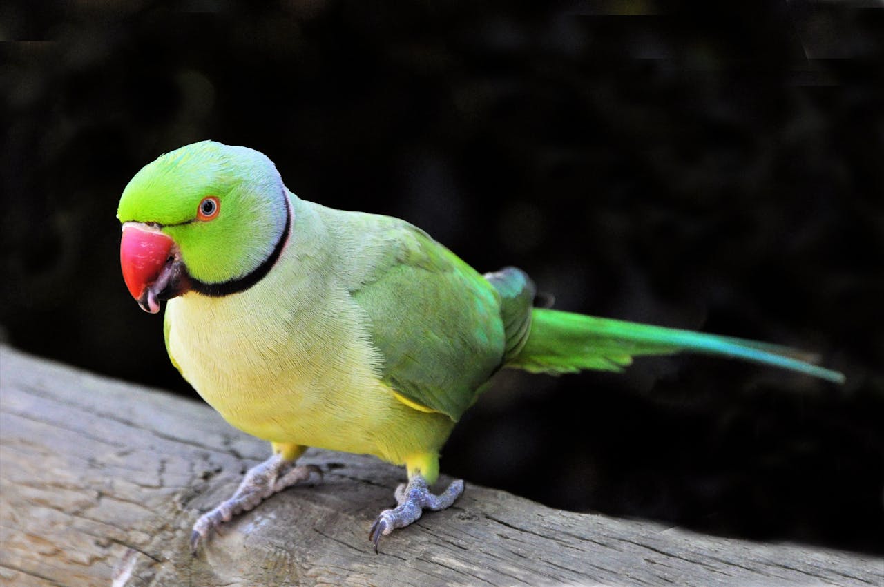 <p>Parrots are known for their vibrant plumage and ability to mimic human speech. However, they require extensive social interaction, mental stimulation, and can live for several decades. Without proper care, they may develop behavioral issues, making them unsuitable for many households.</p> ::Pexels