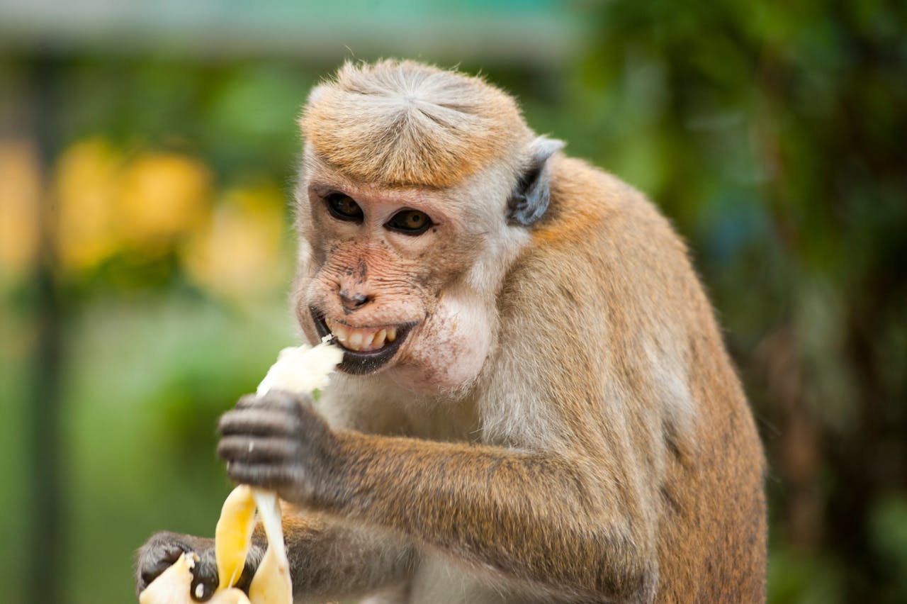 <p>Monkeys are intelligent and social creatures, making them appear as ideal companions. However, their complex social needs, potential for aggression, and long lifespans make them challenging to care for in a domestic setting. Additionally, owning primates can contribute to illegal wildlife trafficking, further threatening their populations.</p> ::Pexels