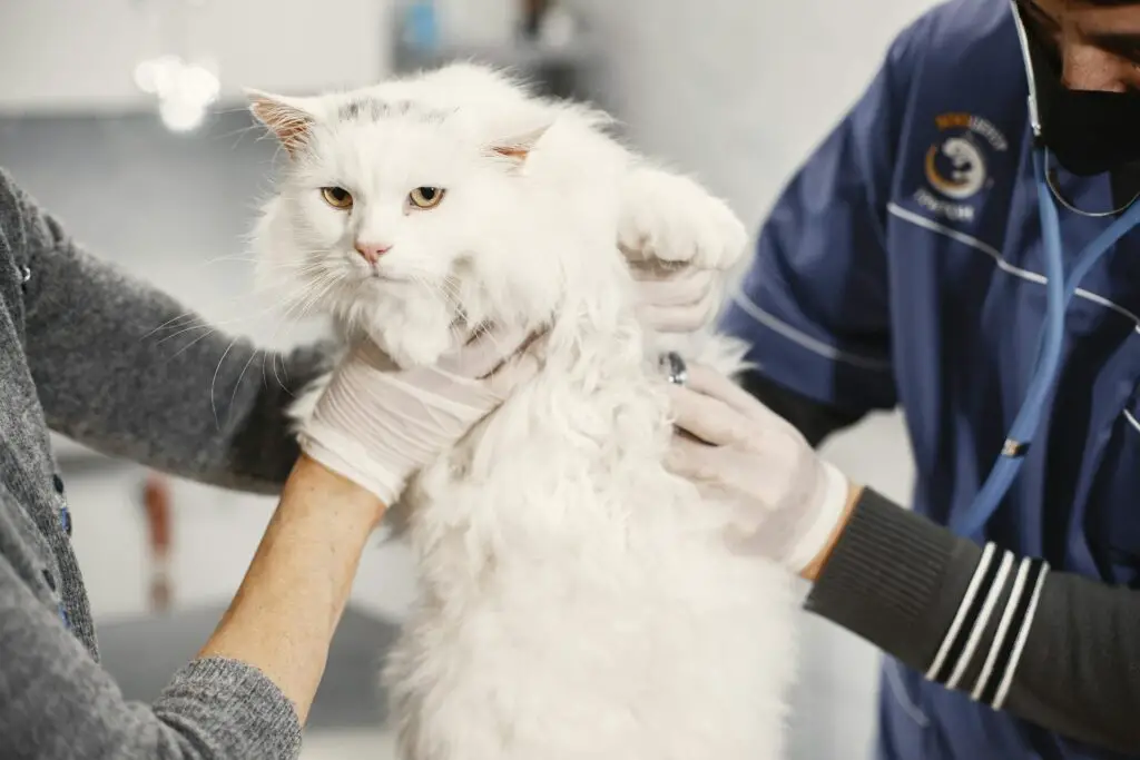 <p>Keeping up with vet care is key to a cat’s health. Seniors can schedule visits during less busy hours for shorter waits. Many vets now offer home visits, which is a growing trend among older pet owners. Routine checkups catch problems early and give peace of mind. Staying on top of vaccines and exams keeps the cat healthy and the owner worry-free.</p> ::Pexels
