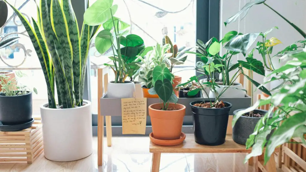 <p>Indoor plants do more than clean the air. They breathe life into a room and make any space feel warm and fresh. But how you display them matters just as much. Simple changes turn boring corners into peaceful green spots. From shelves to hanging baskets, there are many smart ways to show off your plants. Below are ten ideas that mix beauty with function, perfect for any home, small or large.</p> ::Pexels