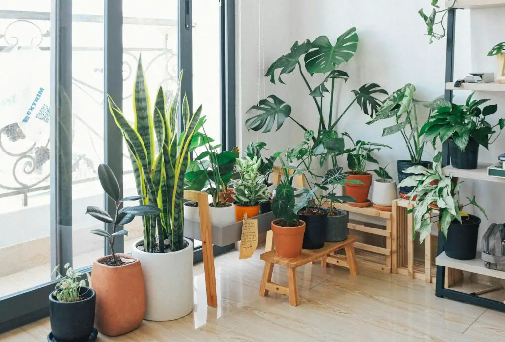 <p>Nothing livens up a rental like plants. Greenery adds color, cleans the air, and makes your home feel cozy. From hanging planters to simple pots on a windowsill, plants work in any space. Snake plants, pothos, and succulents are great for beginners and require little care. Royalty-free images of bright green plants in pretty pots are easy to find and look great in any post. Fun fact: NASA once tested houseplants to see how well they cleaned indoor air. Some common plants made the list!</p> ::Pexels
