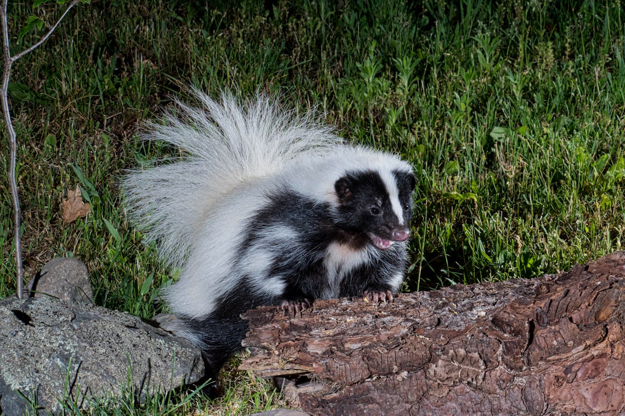 <p>While some may find skunks endearing, they are wild animals that can carry diseases such as rabies, leptospirosis, and distemper, posing health risks to humans and pets. Additionally, their natural defense mechanism—a potent spray—makes them challenging to manage as pets.</p> ::Pexels