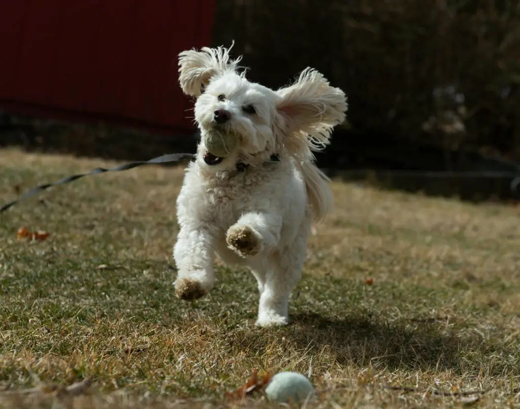 <p>Daily exercise is vital for both the body and mind of your pet. Whether it is a brisk walk, a playful run in the yard, or a game of fetch, regular activity helps maintain a healthy weight and builds strong muscles. Many pets thrive on routine play, which also offers a chance to bond with you. Exercise can ease joint pain and boost energy levels, making even a small bout of playtime very rewarding. Pets that get regular exercise tend to be happier and more alert, as they can channel their energy into fun activities. A few minutes of play each day can be the key to a long and joyful pet life.</p> ::Pexels
