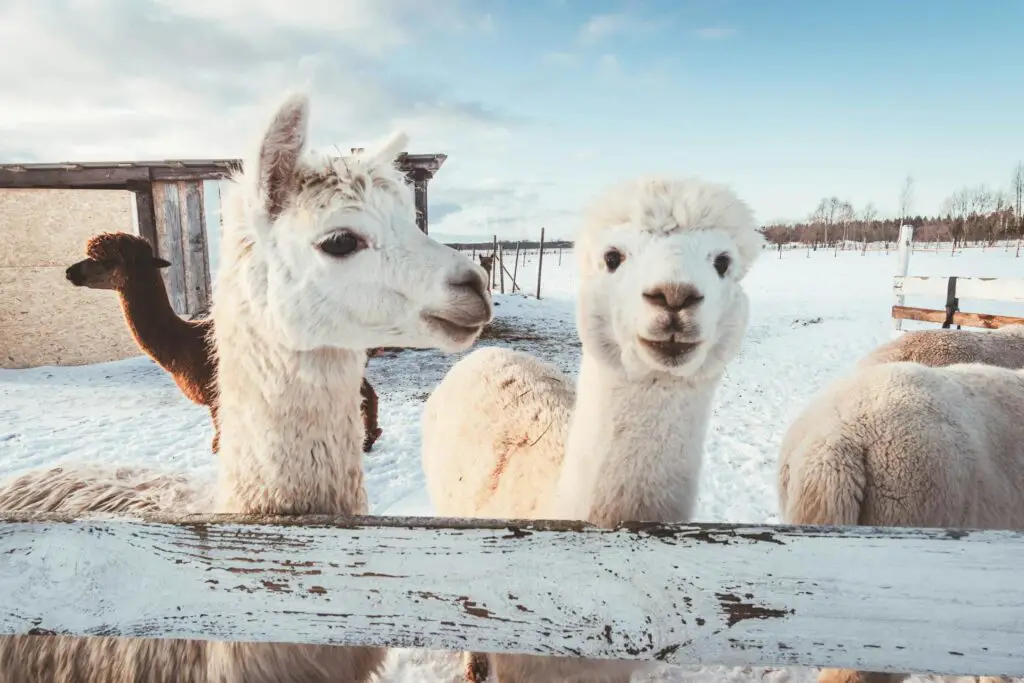 <p>Alpacas are gentle, curious animals that make great walking buddies. In New Zealand, many farms let you stroll with these fluffy creatures through scenic hills and green fields. It’s slow, peaceful, and perfect for anyone who wants a calm experience with animals. Alpacas hum when they’re happy or curious—a sound that feels soothing. Fun fact: Alpaca wool is softer and warmer than sheep’s wool. These guided walks are popular because they’re easy, fun, and full of laughs, especially when the alpacas try to sneak snacks from your pockets.</p> ::Pexels