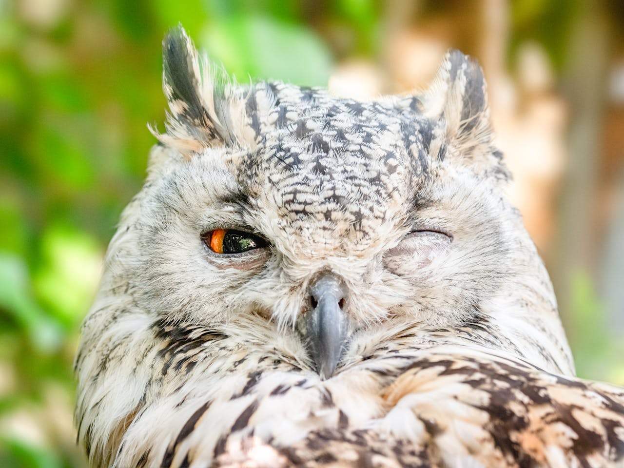 <p>Owls are often depicted as wise and majestic birds, leading some to desire them as pets. However, they are wild animals with specific dietary needs, require large enclosures, and their nocturnal habits make them unsuitable for domestic life.</p> ::Pexels